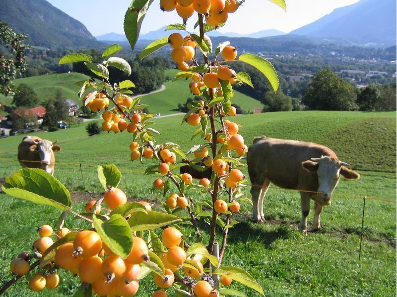 Landhaus Fellnerbauer Bad Reichenhall Buitenkant foto